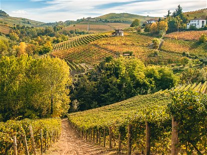 Malerischer Herbst in Barolo: Oben färbt der Wein sich bunt, unter der Erde wächst die weisse Trüffel.