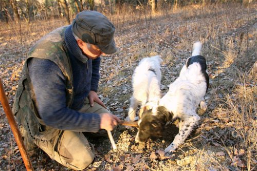 Perla und Macchia bei der Arbeit. Die Ausbildung zum Trüffelhund kann bis zu zwei Jahren dauern.