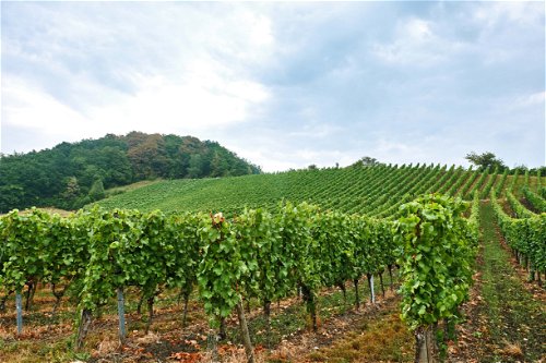Blick auf die Weinberge am Weingut Behringer.