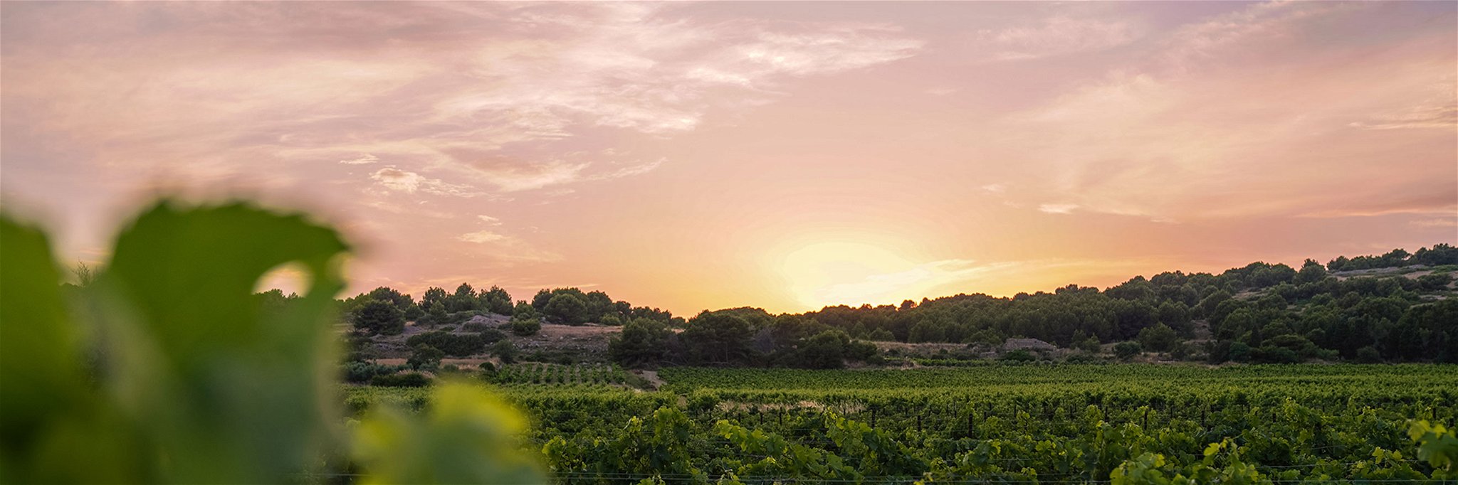 Die Küstenregion Languedoc ist eine der bedeutendsten Weinbaugebiete im Süden Frankreichs.