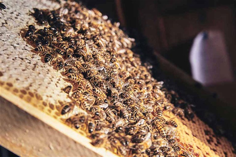 Sie sammeln den Honig in den Parks der Limmatstadt: die Bienen des Zürcher Stadtimkers Peter Schneider.
