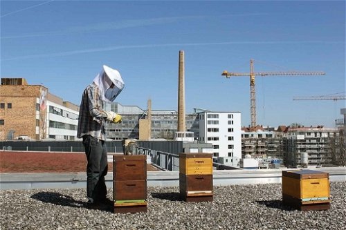 Wenn Honig aus der Stadt kommt, wie hier von über den Dächern von München, ist er schadstoffärmer als vom Land.