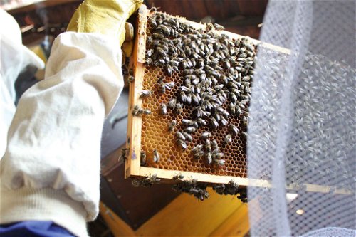 Zu einem Bienenvolk gehören bis zu 60.000 Insekten.