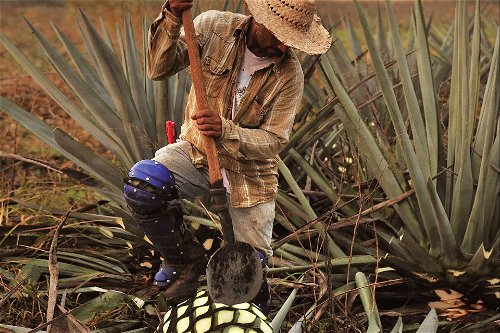 Tequila-Produktion: Die Blätter der Agave werden abgeschnitten, nur das ananas­förmige Herzstück wird behalten.