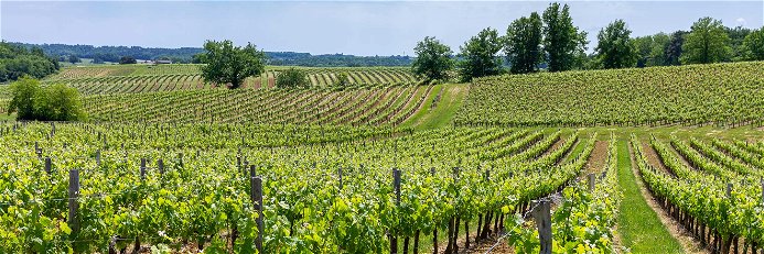 Das Weinbaugebiet Loire ist nach dem Bordelais die zweitgrößte Weinbauregion Frankreichs. 