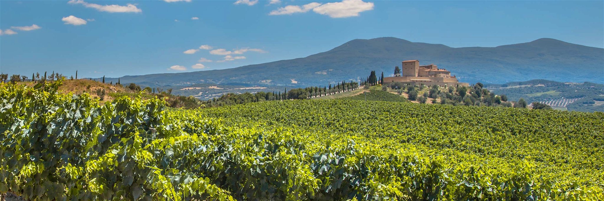 Das 200 Kilometer lange Teilstück der Rhône zwischen Vienne und Avignon ist für seine erlesenen Weine bekannt. 