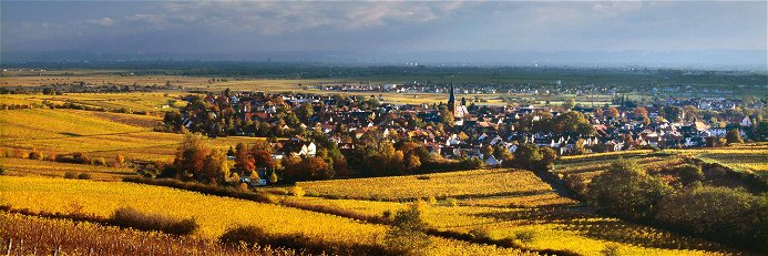 Blick von den Weinbergen auf Deidesheim.