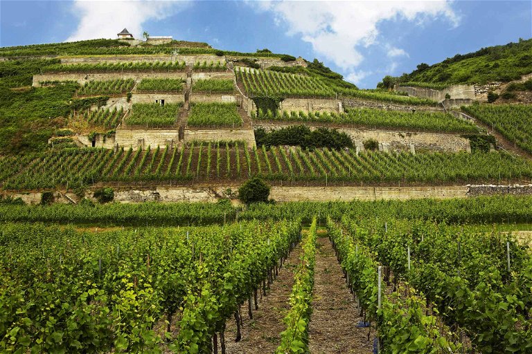 Im Ihringer Winklerberg in Südbaden war der Pinot schon Ende August reif.
