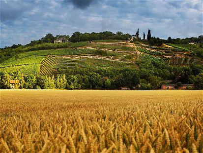 Die typische Verteilung: in der Ebene Getreide, am Hang der Wein. Im Jahr 2018 litt der Weizen deutlich mehr unter der Trockenheit als die Reben.