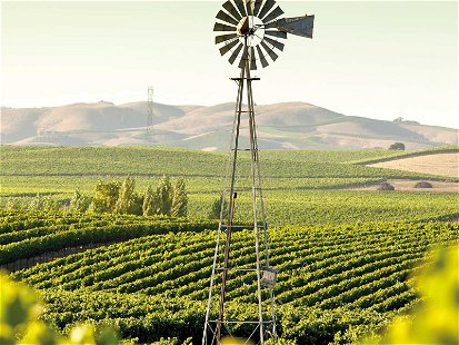 Weingärten im Napa Valley