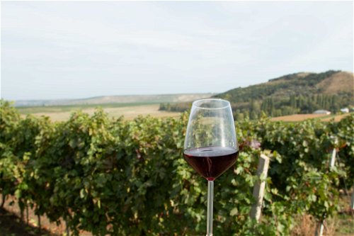 Cotnari, DOC CotnariCotnari hat sich einen Namen gemacht als einziges Weingut Rumäniens, das ausschließlich auf autochthone Rebsorten setzt. Wichtigste Varietät ist die Rotweinsorte Fetească Neagră, die fast ein Dirttel der 350 Hektar Anbaufläche ausmacht. Aus ihr sowie aus weiteren Sorten entstehen geschmeidige, elegante Weine. www.vinuricotnari.ro&nbsp;