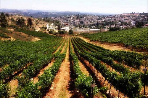 Vor den Toren Jerusalems befindet sich die Domaine du Castel, eines der besten Weingüter Israels.