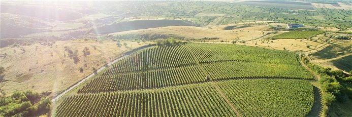 Viele unterschiedliche Böden und Klimazonen kennzeichnen Rumäniens Weinbau. Eine Vereinigung von 16 Premium-Weingütern macht nun auf die hohe Qualität aufmerksam.