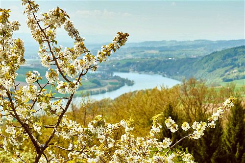 Volle Blüte: Frühlingserwachen im Wallfahrtsort Maria Taferl (Nibelungengau).