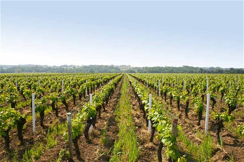 Der Weinfreund kann entlang der Loire dank der enormen stilistischen Vielfalt wirklich noch etwas erleben.