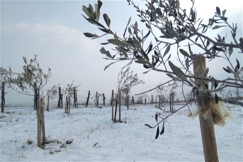 Ab minus 15 Grad wird es für Olivenbäume kritisch.