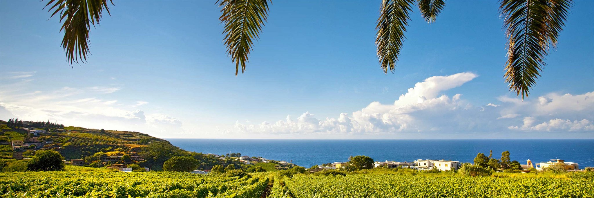Grüne Reben und blaues Meer, eine Wohltat für Auge und Seele: So sieht es vielerorts aus an Siziliens Küsten. 