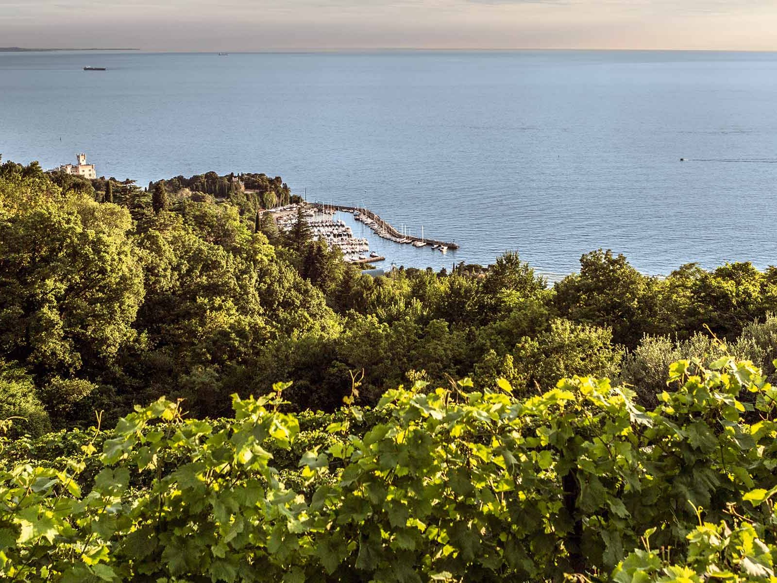Wein- und Ölkompetenz hat seit 1898 einen Namen in Triest: Parovel in San Dorligo della Valle.