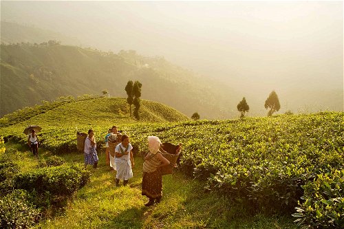 Die einzelnen Teegärten im Darjeeling-Gebiet sind mehrere Hundert Hektar gross. Einige von ihnen stehen für touristische Besichtigungen offen.