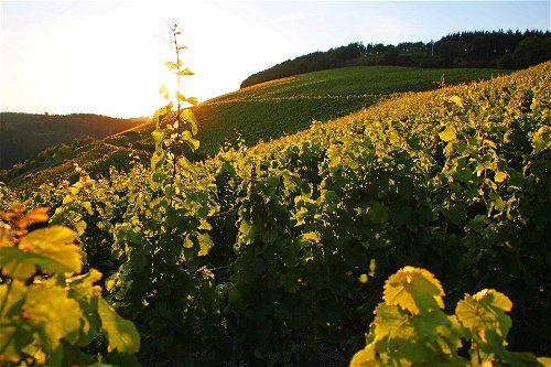 Herz des Weinguts sind die Steilhänge&nbsp; an Saarburgs bester Lage »Rausch«.