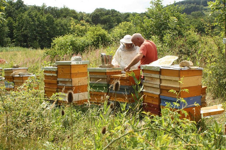 Bei der Langen Nacht der Demeter Höfe erfährt man beispielsweise, wie Honig entsteht. 