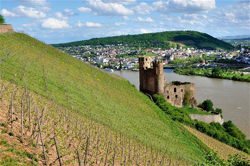 Ebenso Platz 1: Das zum Bistum Limburg gehörige Weingut verfügt über beste Lagen in Rüdesheim und Assmannshausen.