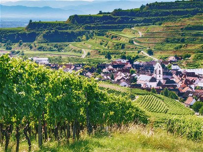 Der Spätburgunder bringt Weine mit ­starkem Lokalcharakter hervor – hier wächst er mit Blick auf den Ort Oberbergen im Kaiserstuhl, Baden-Württemberg.
