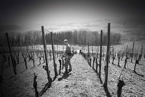 Jörg Strauss leitet den Weinbau auf Kalchrain – eine offene Vollzugsanstalt in der Schweiz.