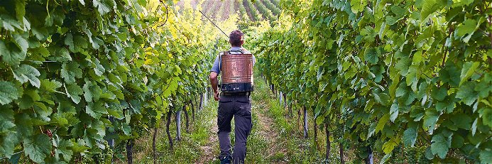 Mit der Natur: Das Weingut Besson-Strasser arbeitet nach biodynamischen Richtlinien. Hauptsächlich aus Qualitätsgründen.