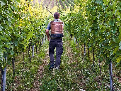 Mit der Natur: Das Weingut Besson-Strasser arbeitet nach biodynamischen Richtlinien. Hauptsächlich aus Qualitätsgründen.