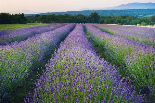Der Lavendel aus dem slowenischen Karst kommt nicht ins Mottensäckchen oder ins Parfum, sondern als delikate Würze aufs Brot.