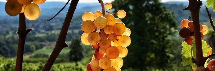 Jedem Gebiet sein eigener Wein. Es gilt, die Sorten- und Variantenvielfalt des Friaul zu entdecken.