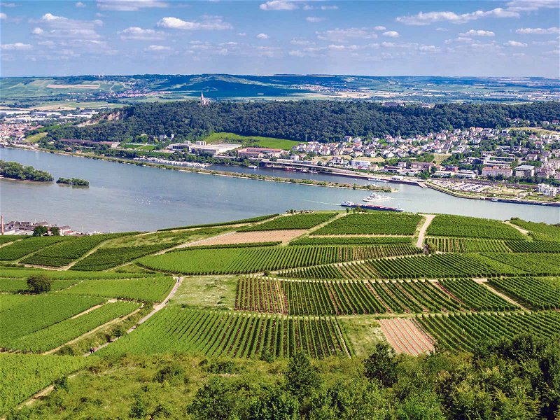 Im Rheingau (hier: Rüdesheim) geniessen die am Fluss ­liegenden Weinberge Südlage.