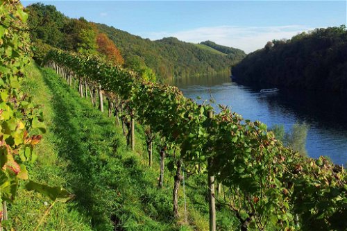 Steillage mit Blick auf den idyllischen Hochrhein: der Eglisauer Stadtberg. Hier bringt Urs Pircher fruchtgetragenen Pinot Noir hervor.