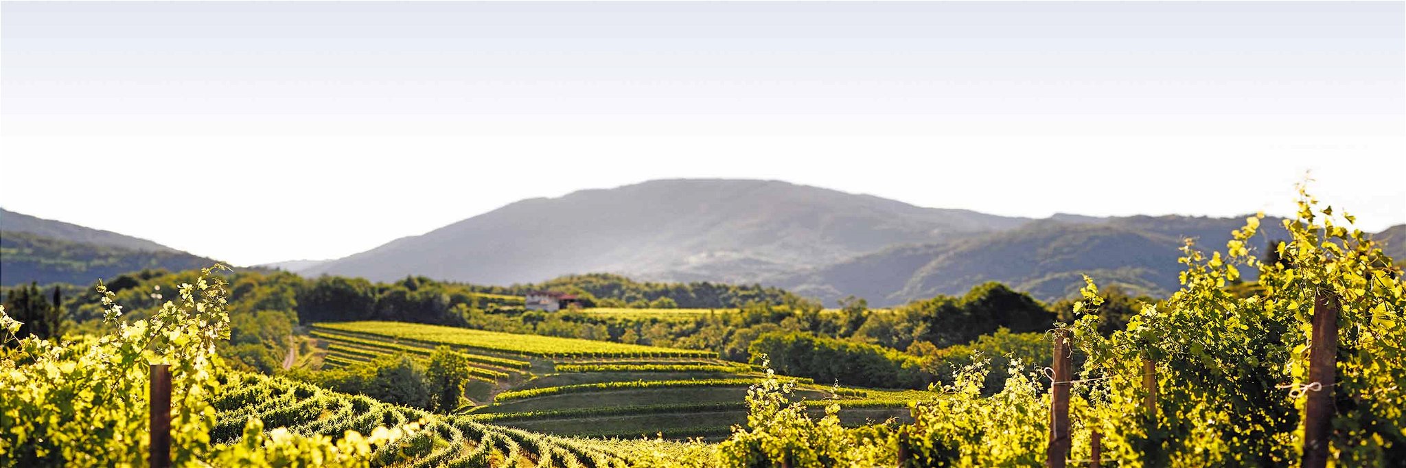 Unkonventioneller Zugang zu ursprünglichem Wein: Grenzüberschreitungen sind alltäglich im Karst zwischen Italien und Slowenien.