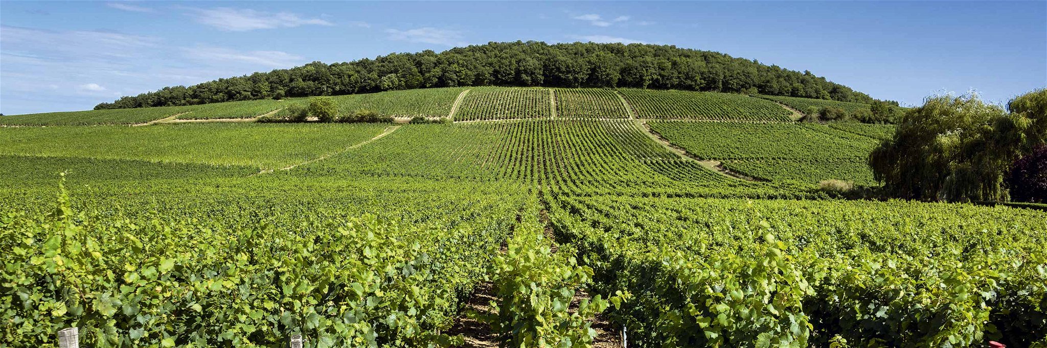 Der Chardonnay wurde erst 1991 in Deutschland zugelassen. Jetzt kommen die damals gepflanzten Reben in ein interessantes Alter.