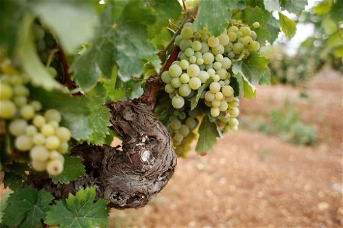 Marco de Batolis Weingut setzt auf alte Sorten wie Grillo oder Zibibbo