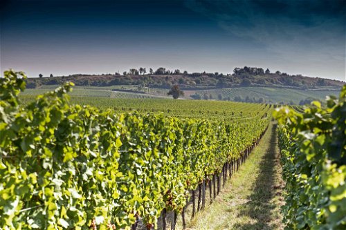 Sven Leiner bewirtschaftet die Weinberge seit 2001 nach Bio-Standard, seit 2011 sind seine Weine demeterzertifziert.