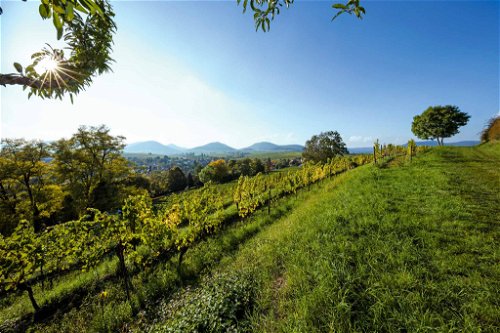 Wie all seine Weinberge, pflegt das Weingut Kranz auch das Kernstück der Kleinen Kalmit nach Bio-Standard. 