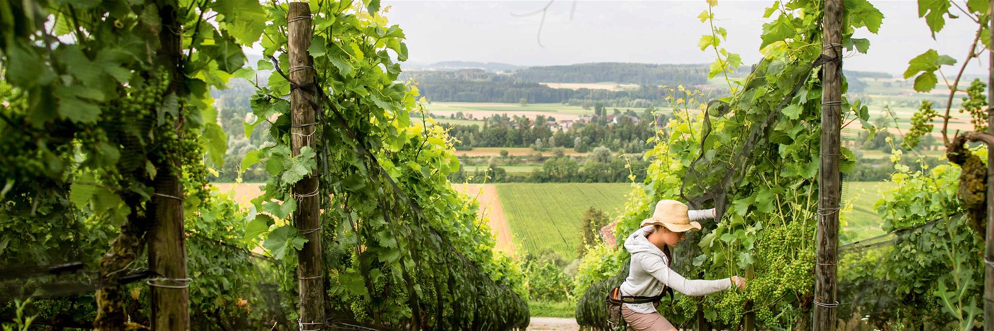 Der Thurgau scheint dem Sauvignon Blanc perfekte Bedingungen zu bieten. Gleich zwei der Top-Weine unserer Sauvignon Blanc Trophy kommen von hier.