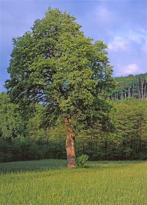 Die Elsbeere an ihrem sonnigen Standort im Forstrevier Breitenfurt im Wienerwald.