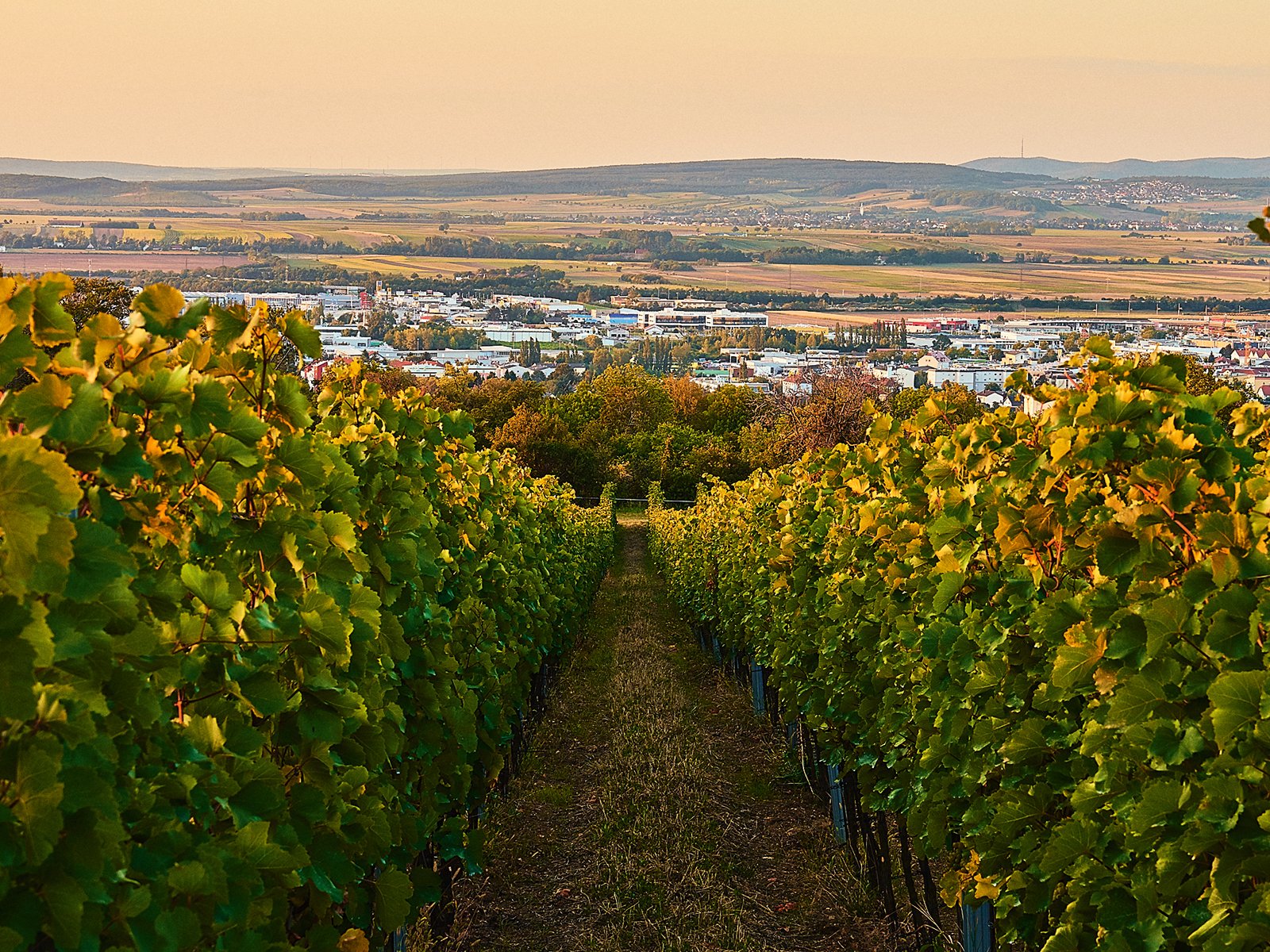 Perfekte Südlagen am Leithaberg bilden das Fundament für finessenreiche Weine aus Burgundersorten und Neuburger.