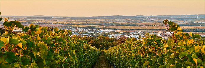 Perfekte Südlagen am Leithaberg bilden das Fundament für finessenreiche Weine aus Burgundersorten und Neuburger.