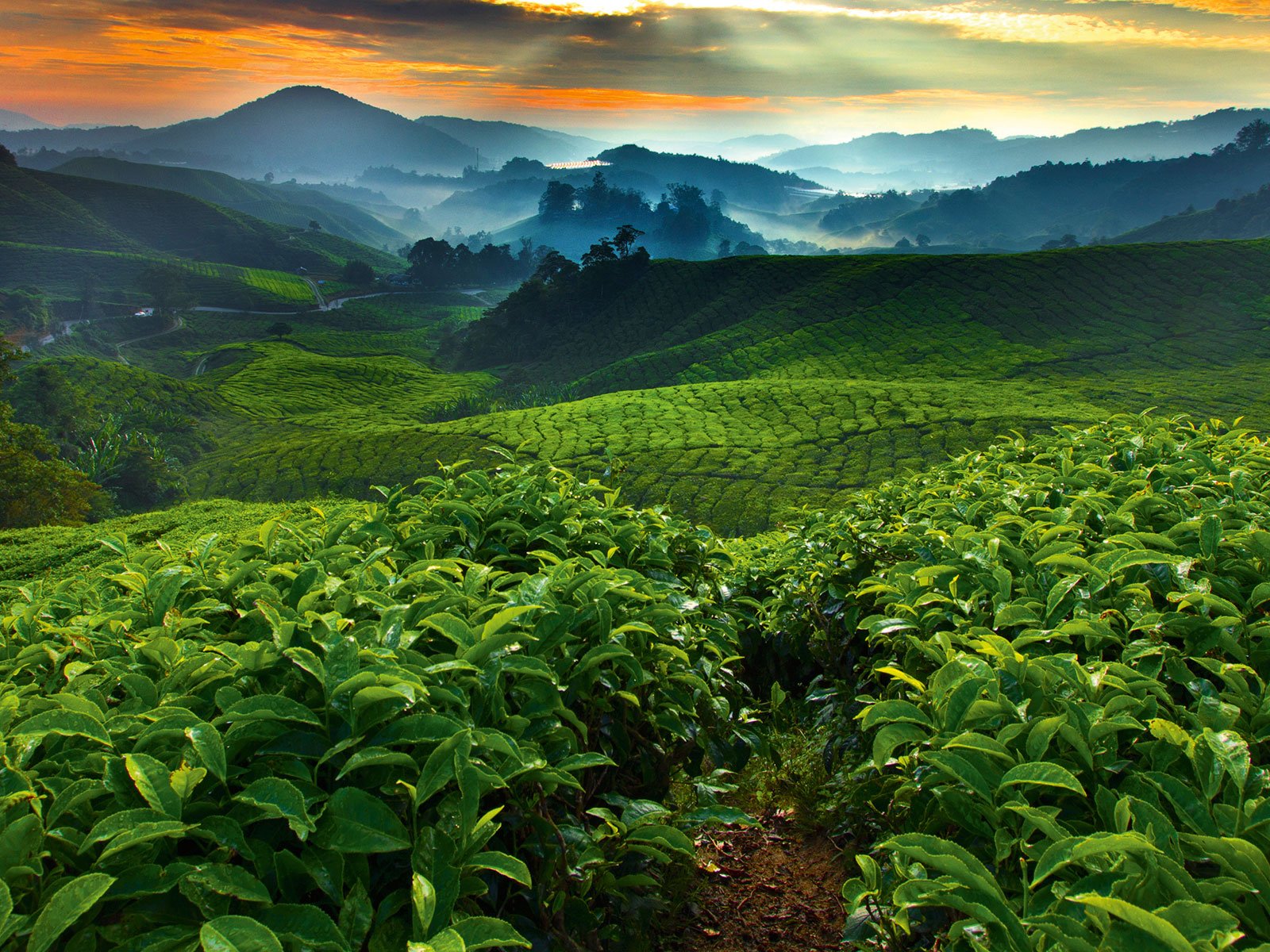 Im Hochland von Costa Rica wachsen Kaffeesträucher, deren Bohnen später zu exquisiten Kaffees veredelt werden.