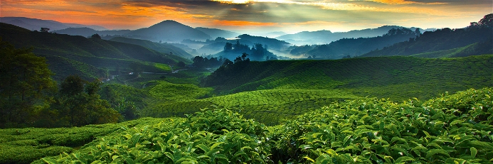 Im Hochland von Costa Rica wachsen Kaffeesträucher, deren Bohnen später zu exquisiten Kaffees veredelt werden.