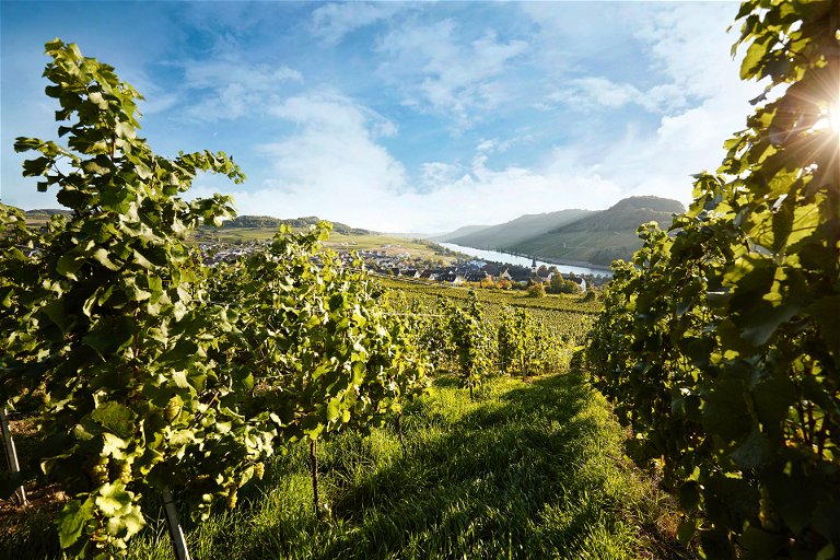 Friedliche Nachbarschaft: Blick aus den Weinbergen des Weinguts Befort in Nittel auf das gegenüberliegende luxemburgische Moselufer.&nbsp;