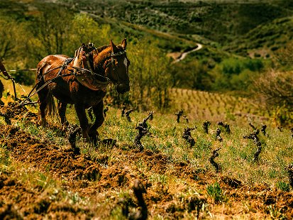 Spanien erlebt im Weinbau eine Rückbesinnung, bei der auch die biodynamische Bewirtschaftung eine bedeutende Rolle spielt.&nbsp;