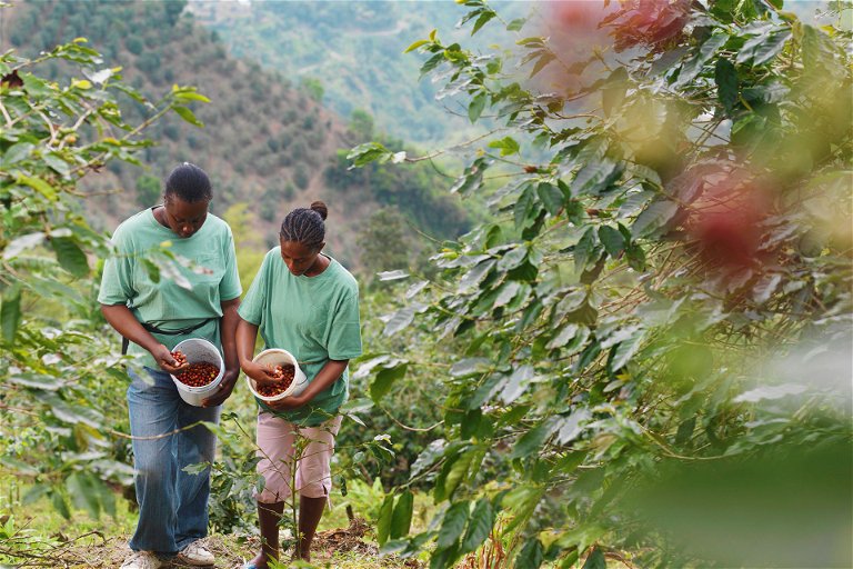 In Ländern wie Äthiopien pflücken Erntehelfer die reifen Kaffeekirschen überwiegend per Hand.