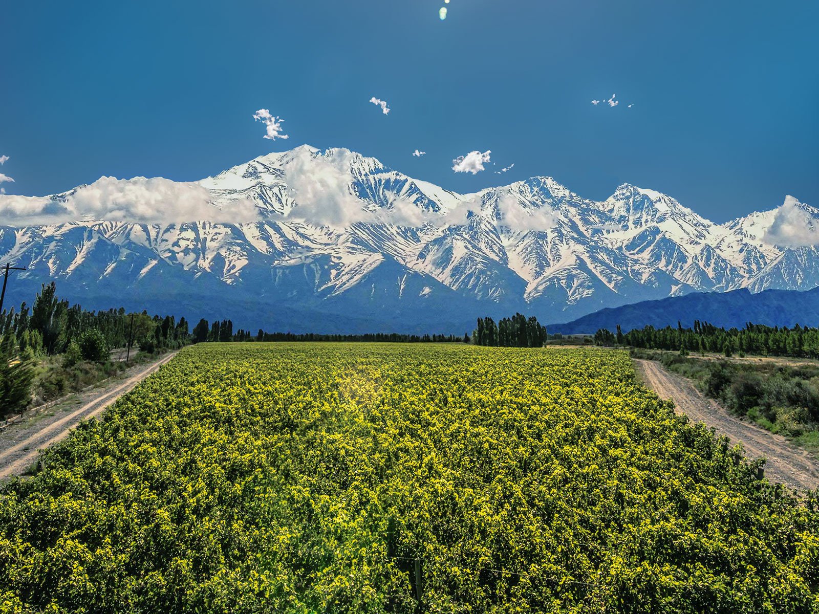 In Argentinien reifen die besten Chardonnays mitunter auf 1500 Metern Seehöhe. Prädikat frisch und delikat.