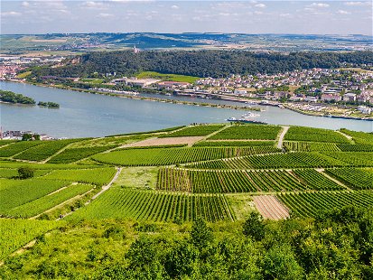 Der Rheingau (im Bild: Rüdesheim mit Blick auf Bingen am anderen Rheinufer) war im ausgehenden Mittelalter das natürliche Habitat des Orleans.